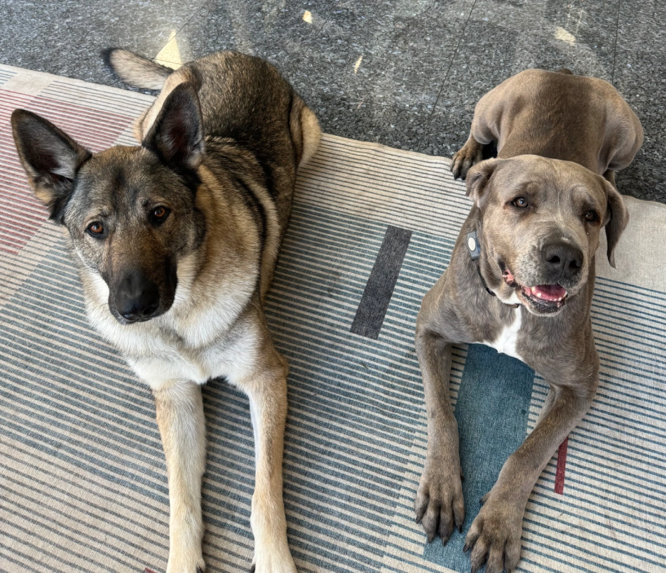 Canine Correspondants